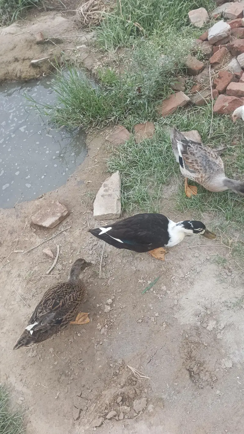 ducks for sale 03086737185 totally 7 peace — photo 2