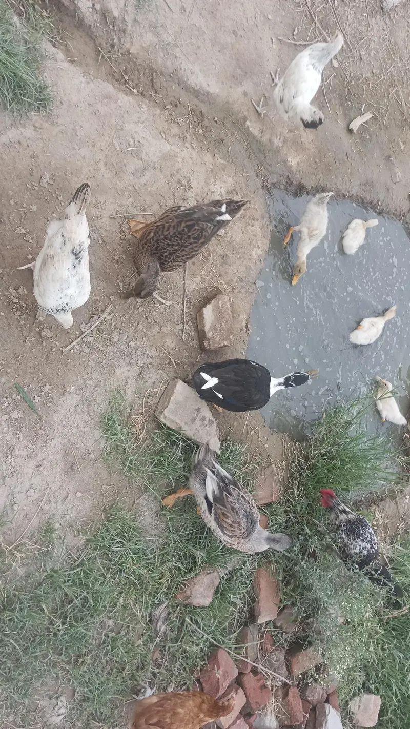 ducks for sale 03086737185 totally 7 peace — photo 3