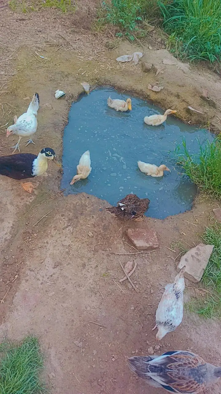 ducks for sale 03086737185 totally 7 peace — photo 4