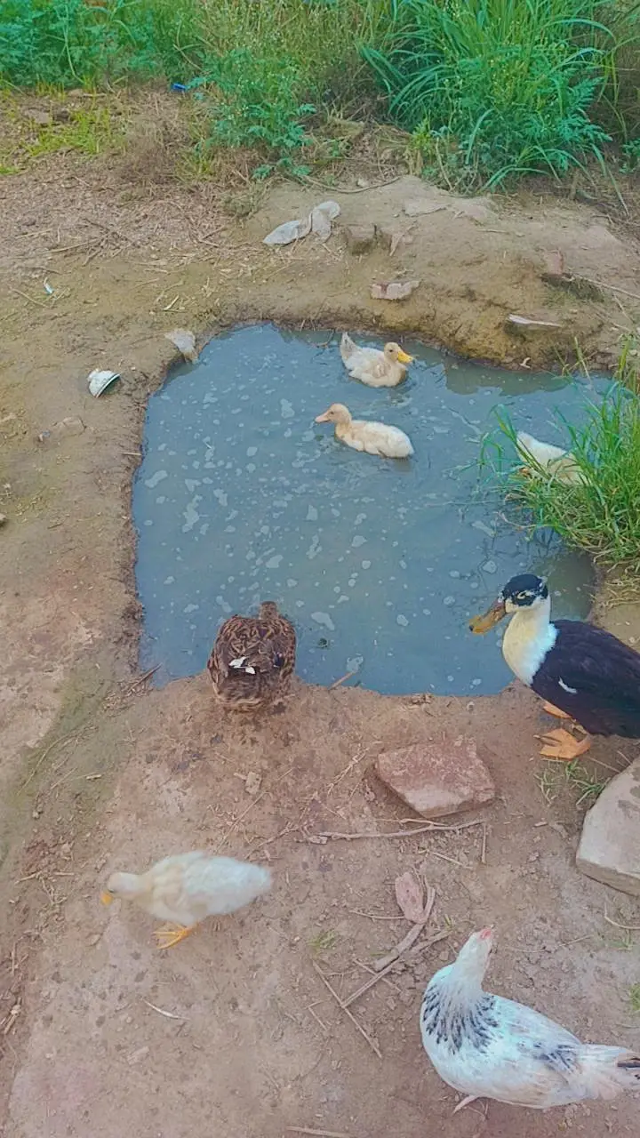 ducks for sale 03086737185 totally 7 peace — photo 5