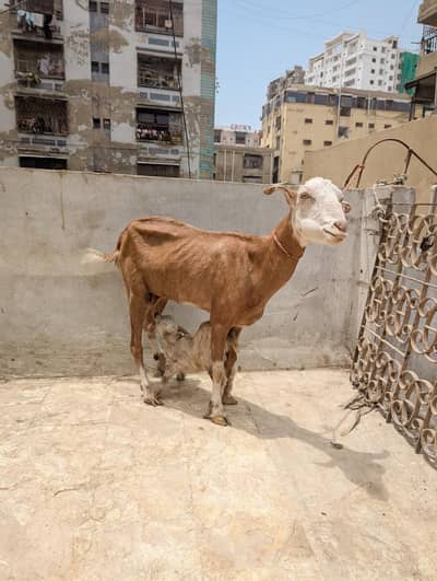 lal Chambi bkri with all ABLUCK male kid