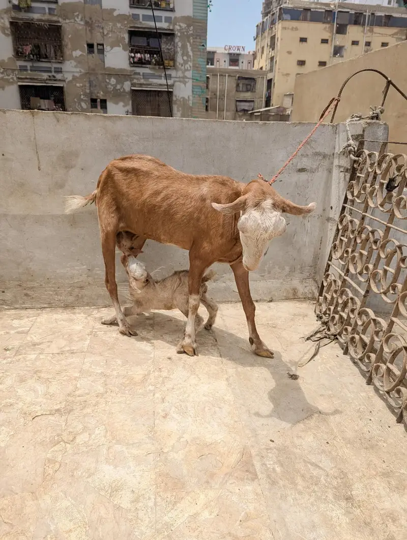 lal Chambi bkri with all ABLUCK male kid — photo 2