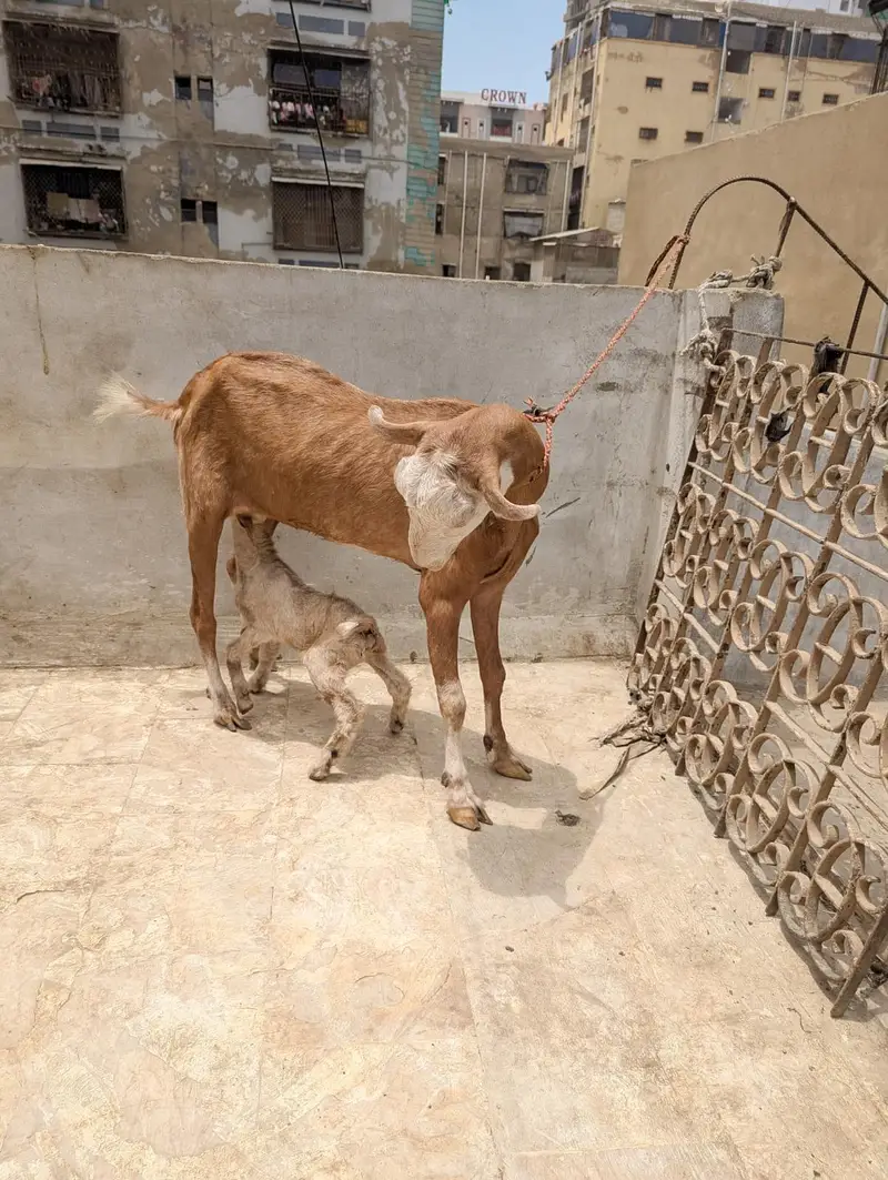 lal Chambi bkri with all ABLUCK male kid — photo 3