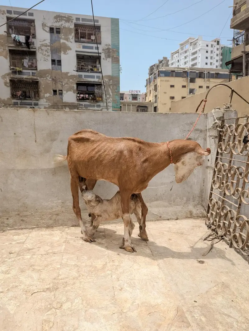 lal Chambi bkri with all ABLUCK male kid — photo 4