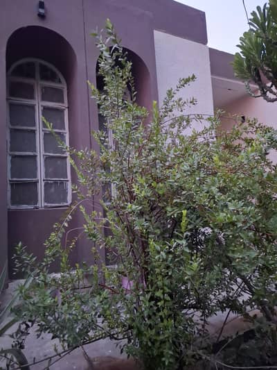 Full Grown Elaichi Plant 2 meters Tall