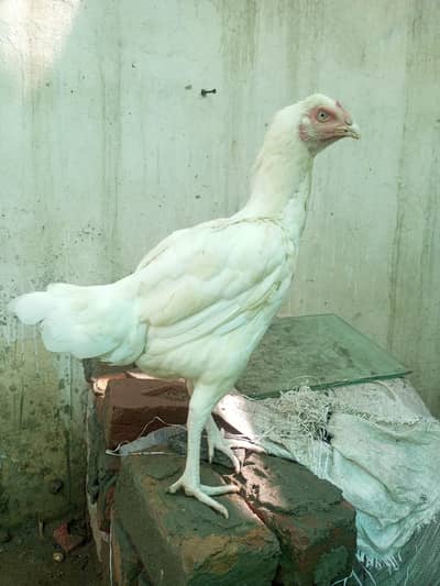 Aseel Heera Hen Female  ( 03347513425 )