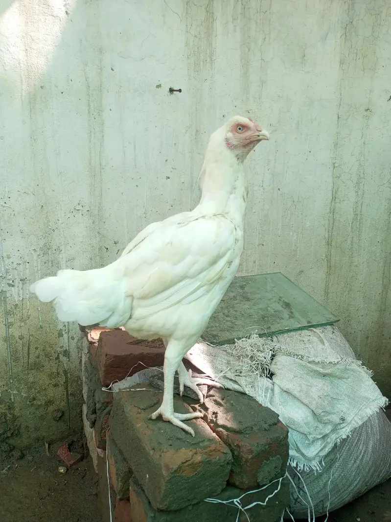 Aseel Heera Hen Female  ( 03347513425 ) — photo 2