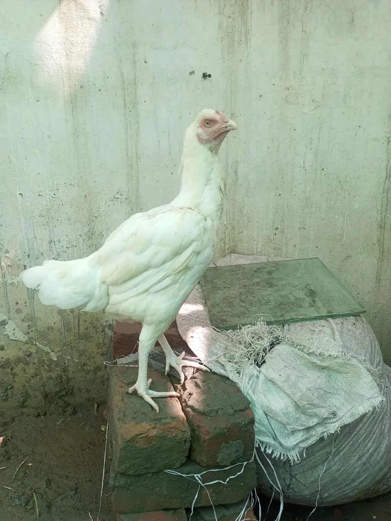 Aseel Heera Hen Female  ( 03347513425 ) — photo 3