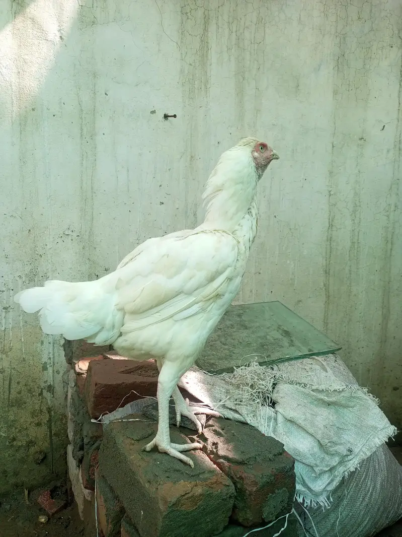 Aseel Heera Hen Female  ( 03347513425 ) — photo 4