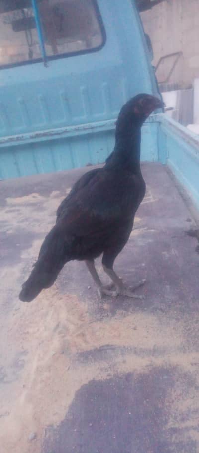 black hens