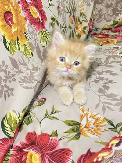 7 Weeks Old Male Persian Kitten for Sale