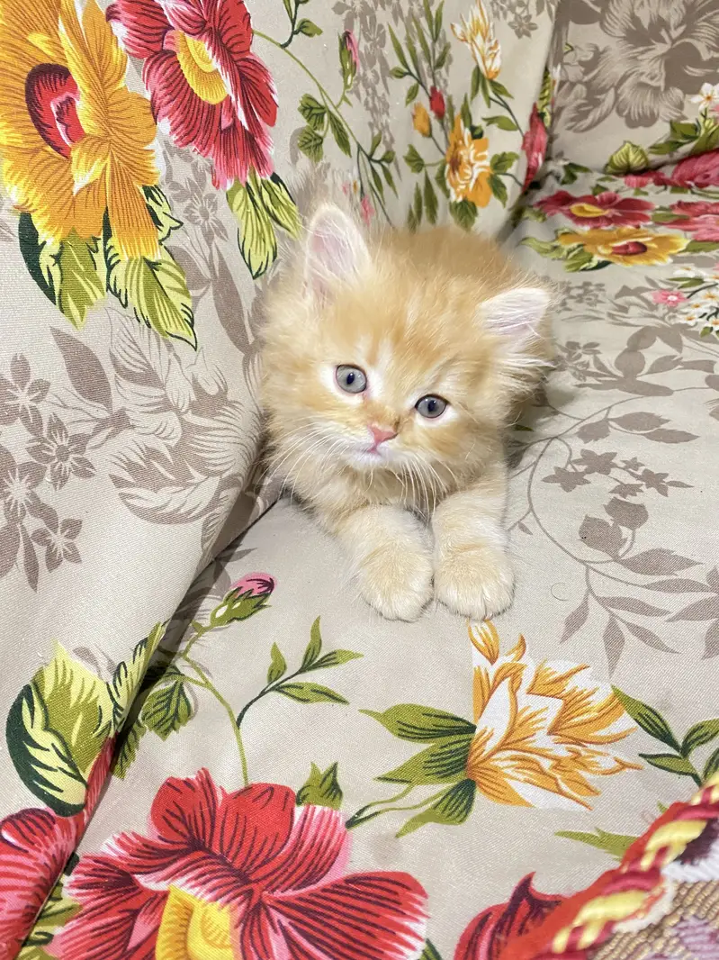 7 Weeks Old Male Persian Kitten for Sale — photo 2