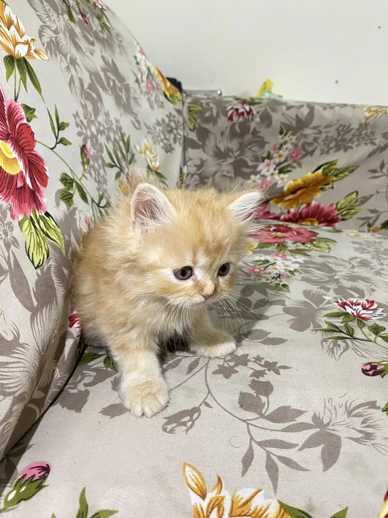 7 Weeks Old Male Persian Kitten for Sale — photo 3