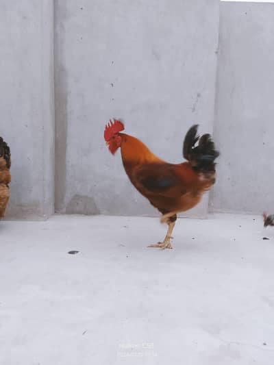 Desi Murgha | Rooster | Murgha | young male
