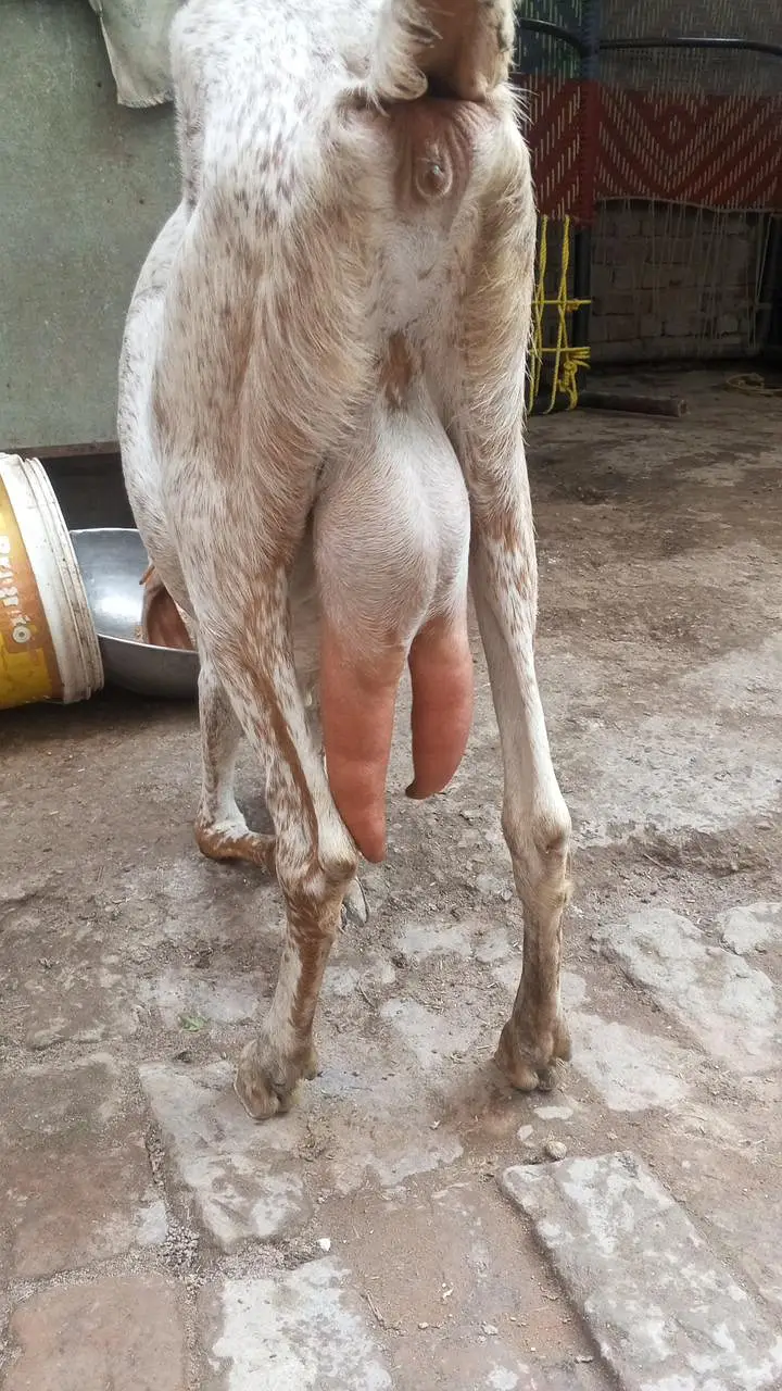 hamra pass ak bakre ha 15 dhin hova ha cross hoi ko Bakra k pick — photo 7