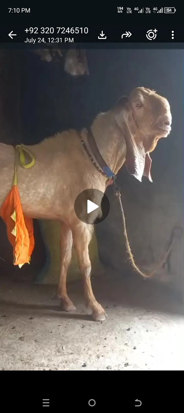 hamra pass ak bakre ha 15 dhin hova ha cross hoi ko Bakra k pick — photo 8