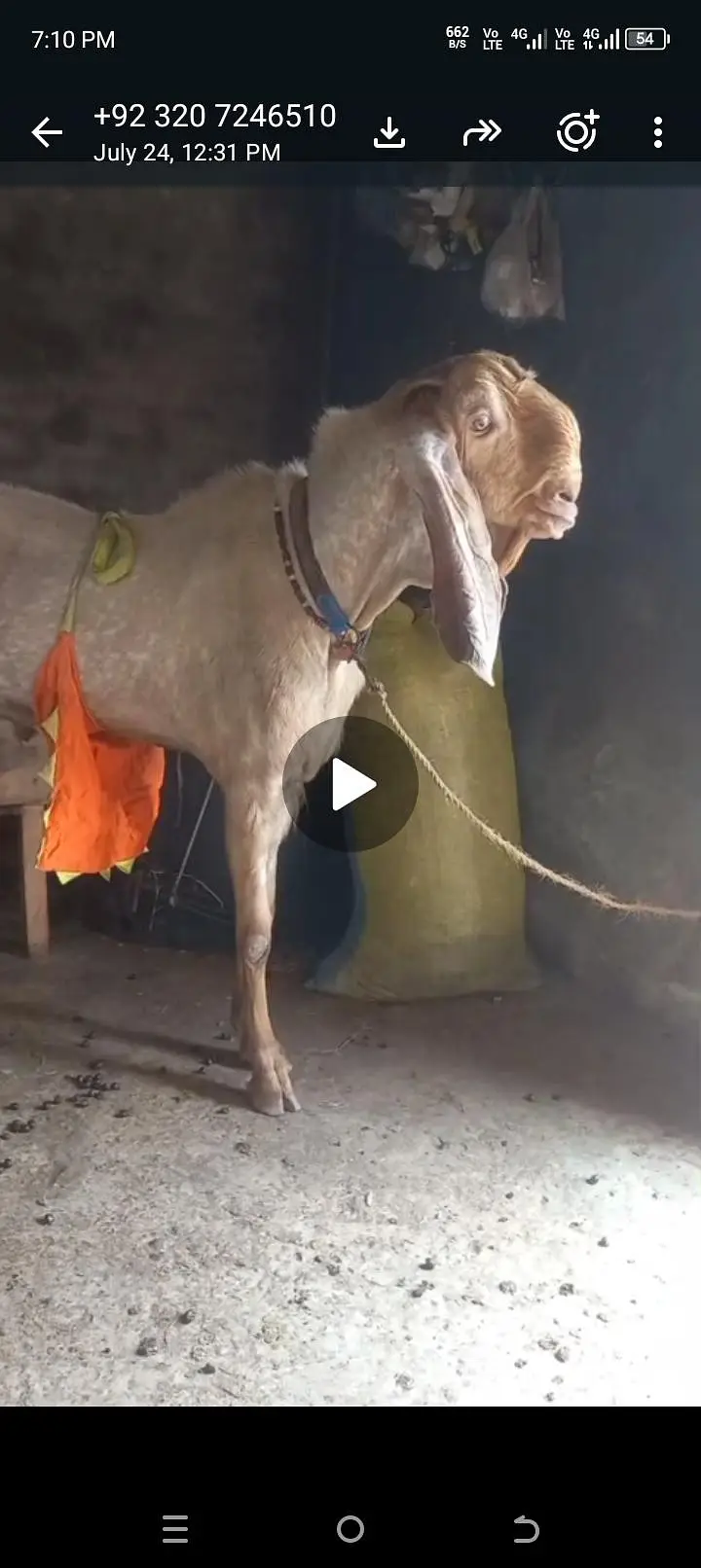hamra pass ak bakre ha 15 dhin hova ha cross hoi ko Bakra k pick — photo 9