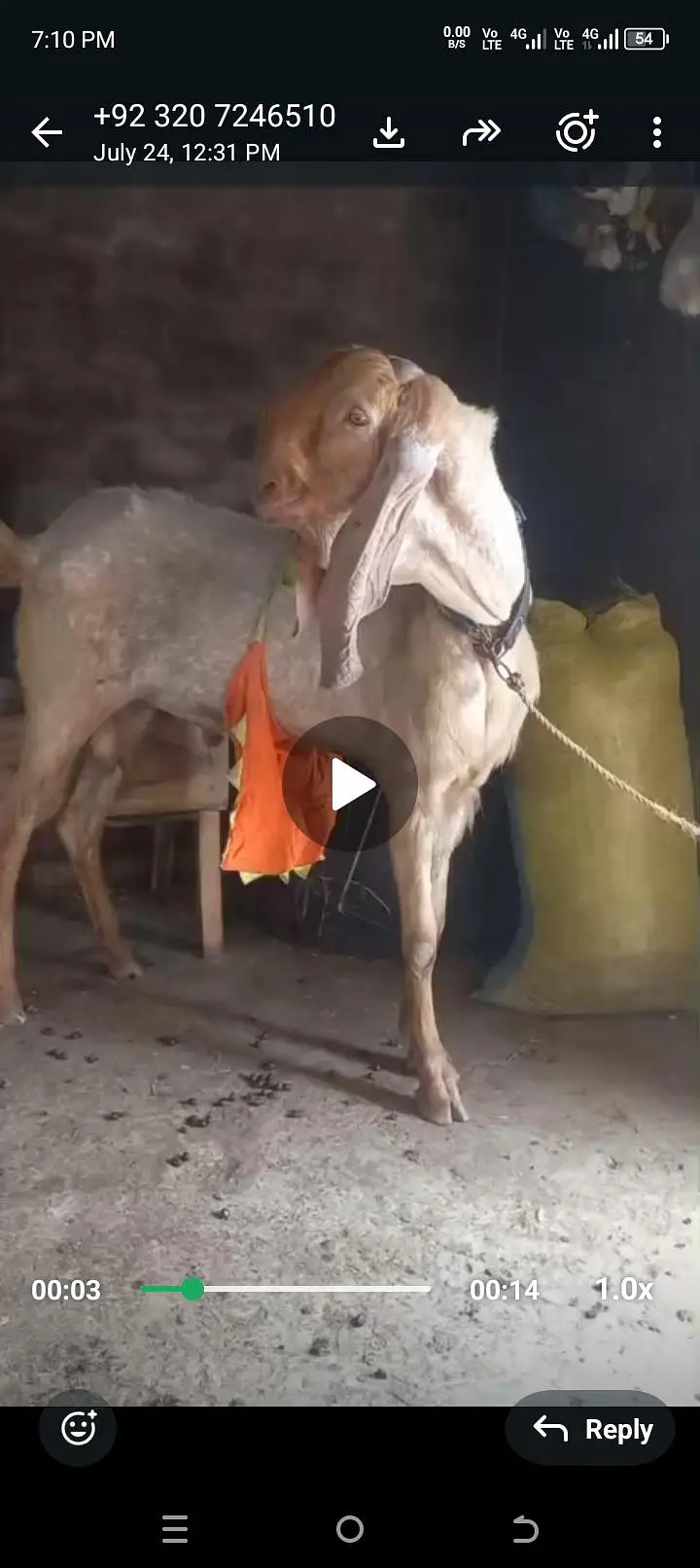 hamra pass ak bakre ha 15 dhin hova ha cross hoi ko Bakra k pick — photo 10