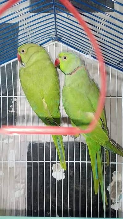 GREEN RINGNECK READY TO BREED PAIR JUMBO SIZE
