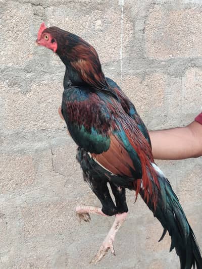 Lakha Aseel Phatta