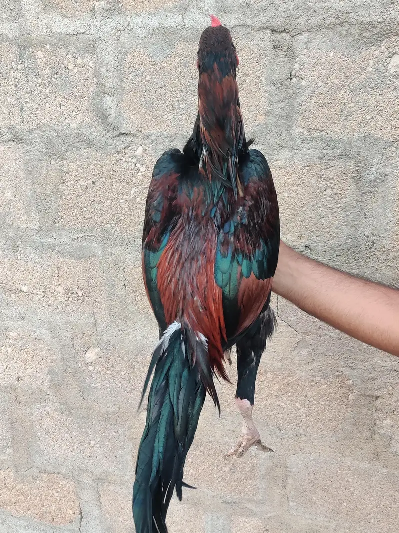 Lakha Aseel Phatta — photo 3