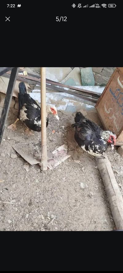 Mug ducks for sale