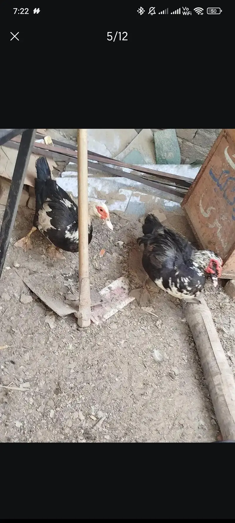 Mug ducks for sale