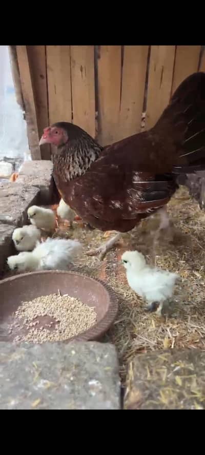White silkie chicks
