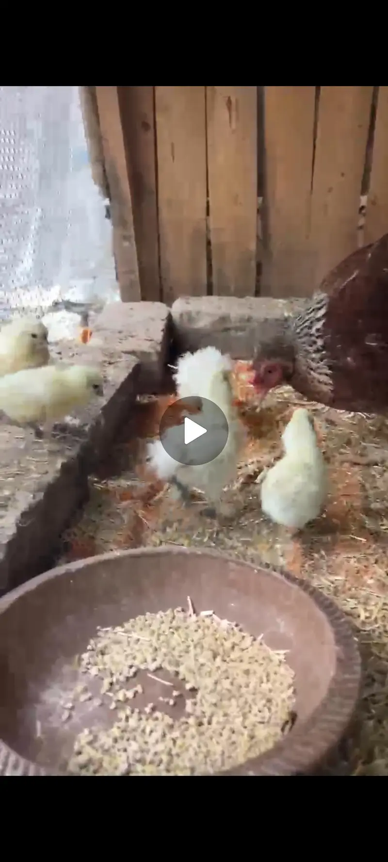 White silkie chicks — photo 2