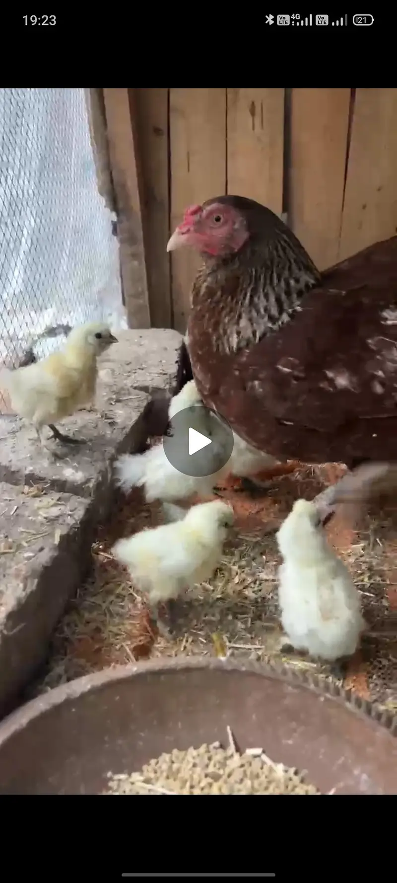 White silkie chicks — photo 3