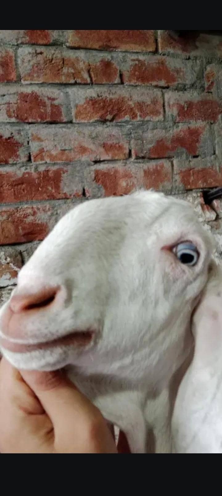 patha goat 1