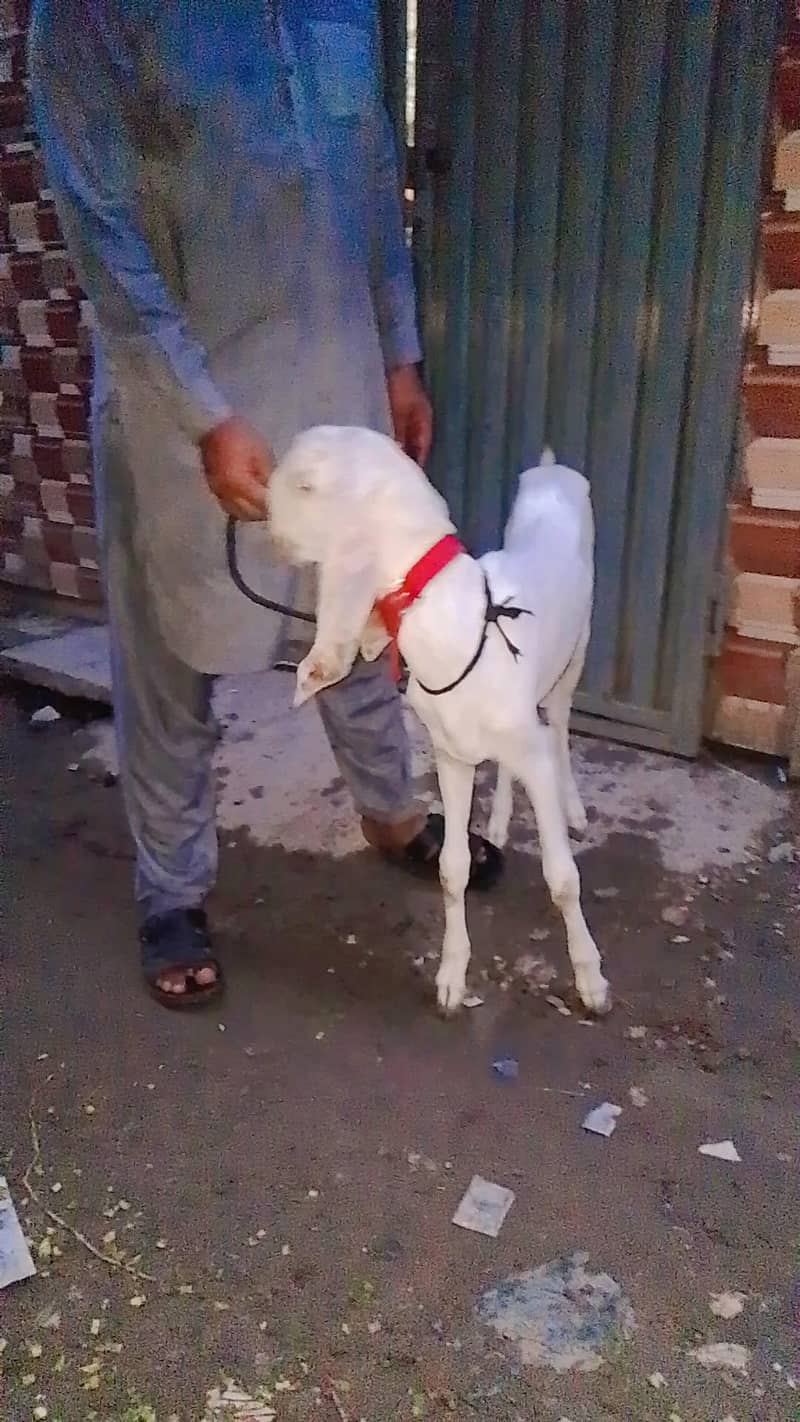 patha goat 2