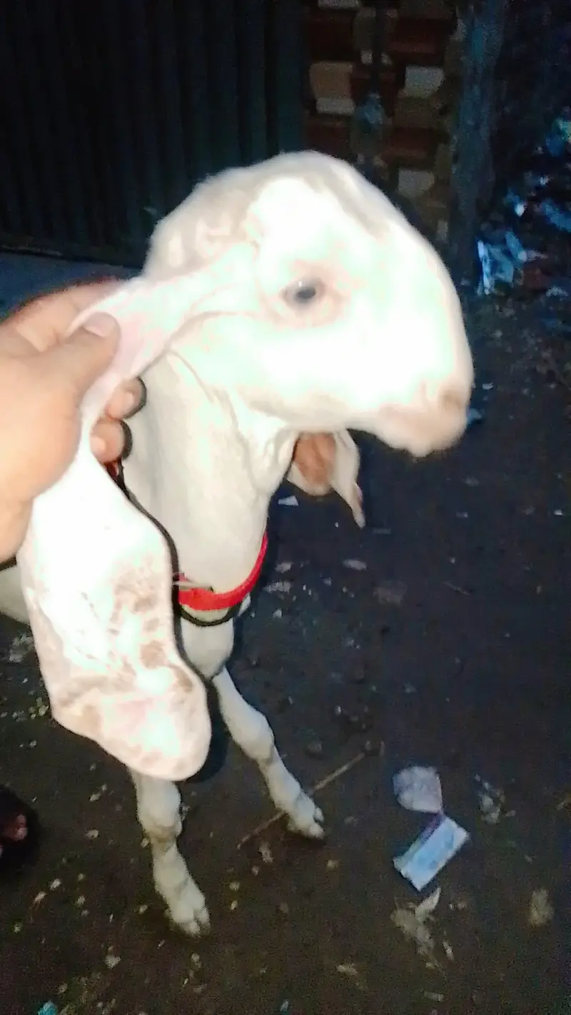 patha goat — photo 4