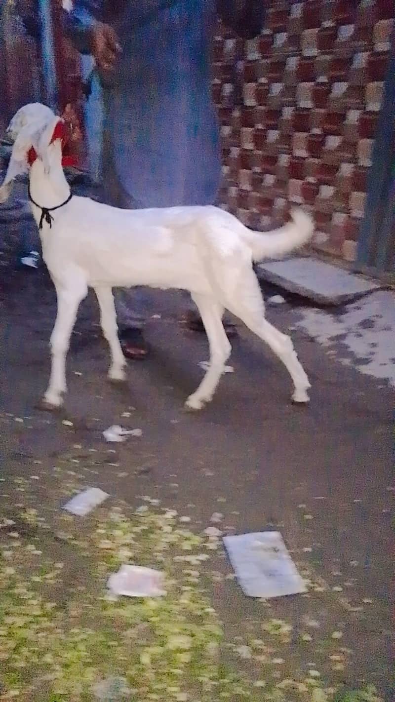 patha goat 4