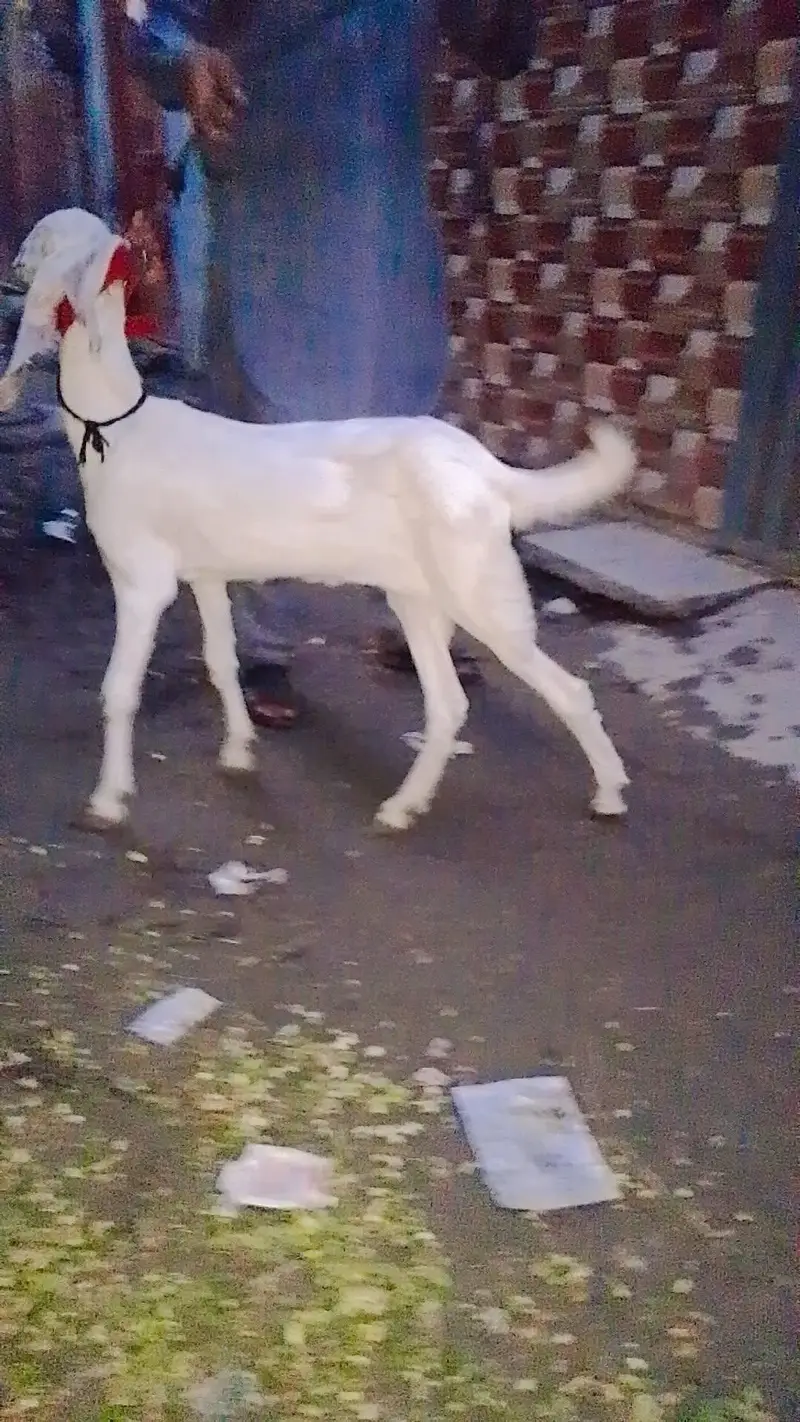 patha goat — photo 5
