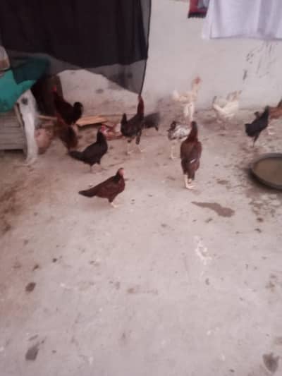 hen for sale
