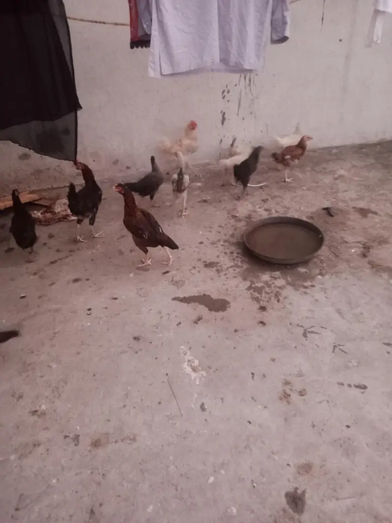 hen for sale — photo 2