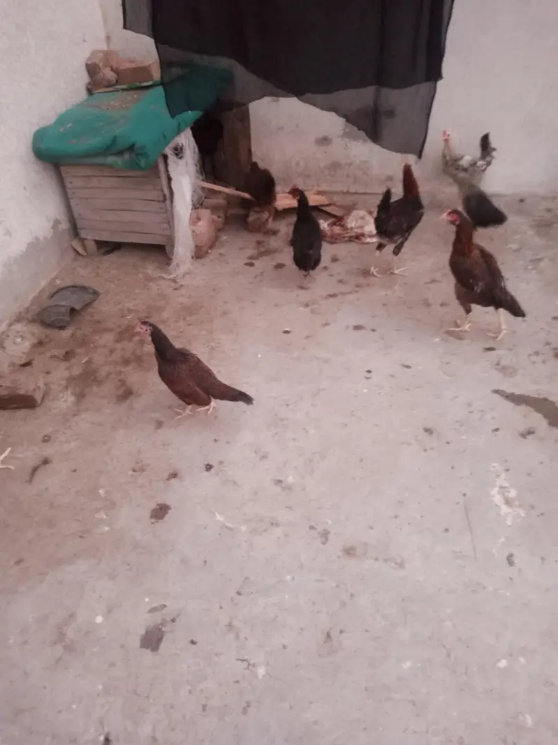hen for sale — photo 3
