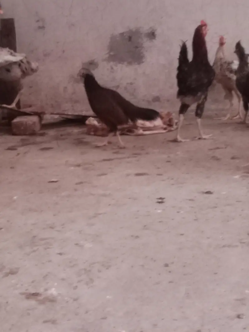 hen for sale — photo 4