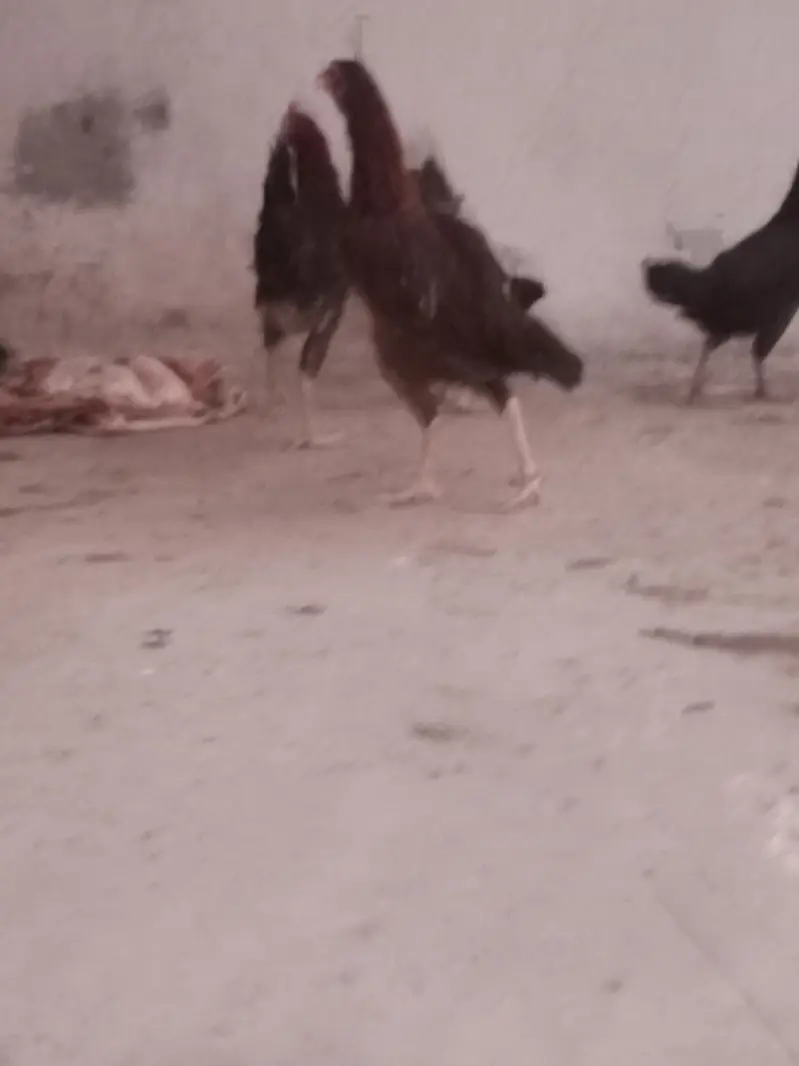 hen for sale — photo 5