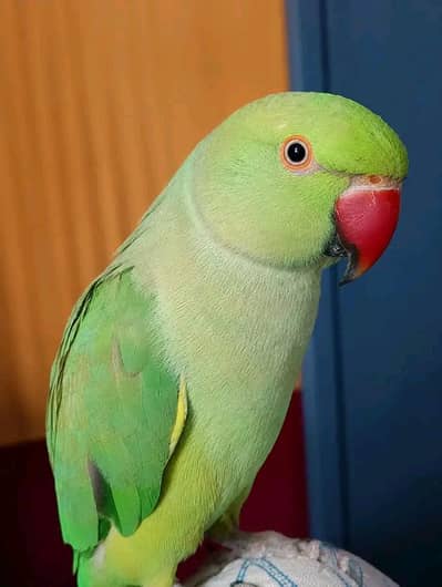 Handtame green parrot