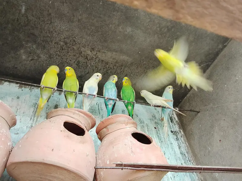 Budgie — photo 2