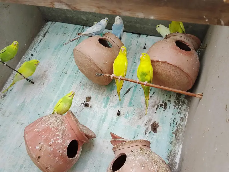 Budgie — photo 3