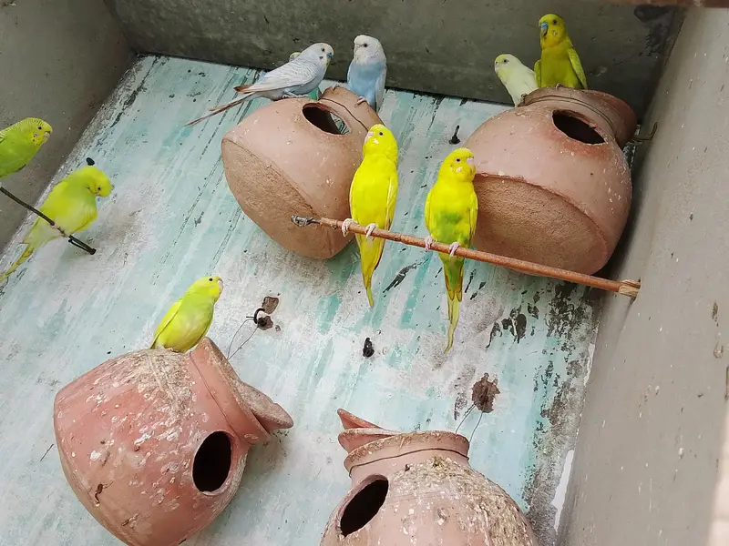 Budgie — photo 4