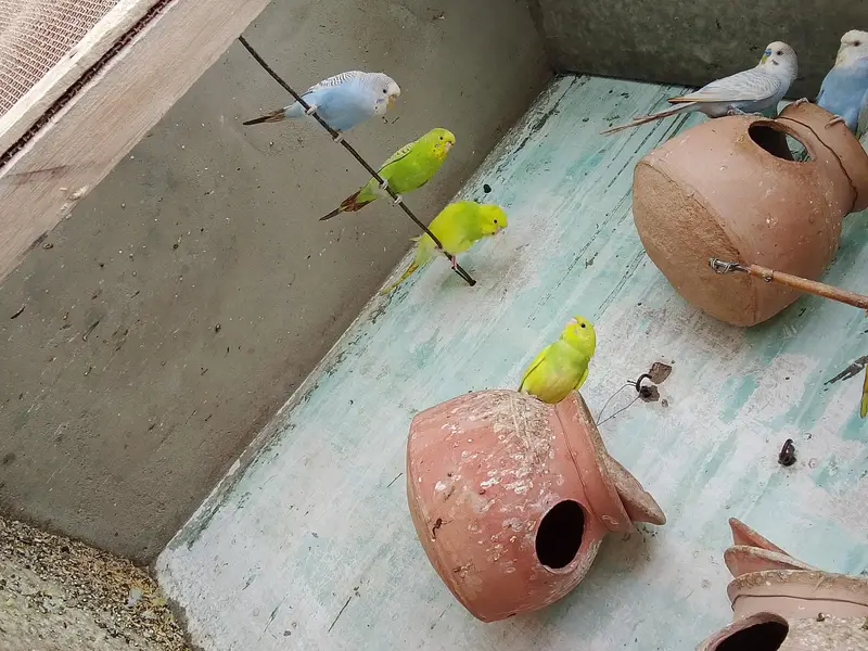 Budgie — photo 5