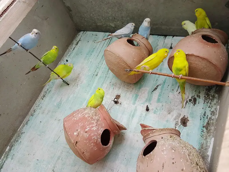 Budgie — photo 6