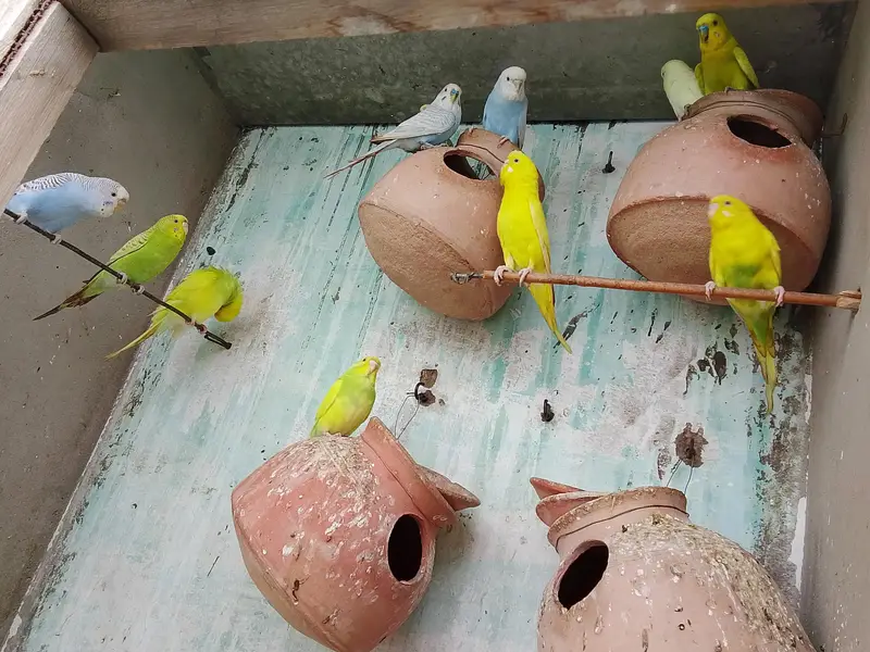 Budgie — photo 7