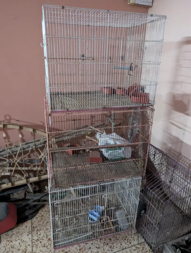 Cages (pinjra) for lovebirds — photo 2