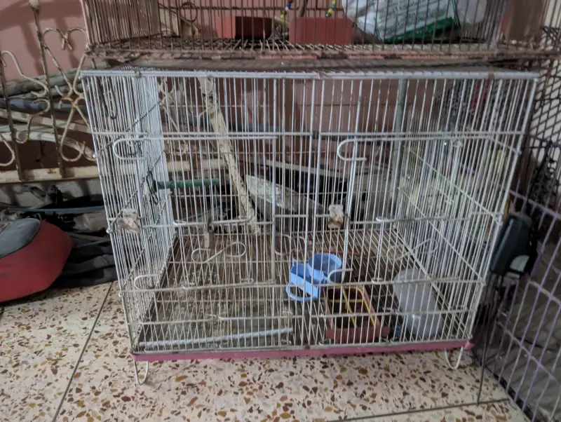 Cages (pinjra) for lovebirds — photo 3