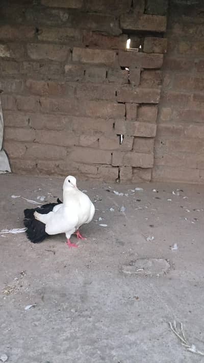 black tail pigeon male